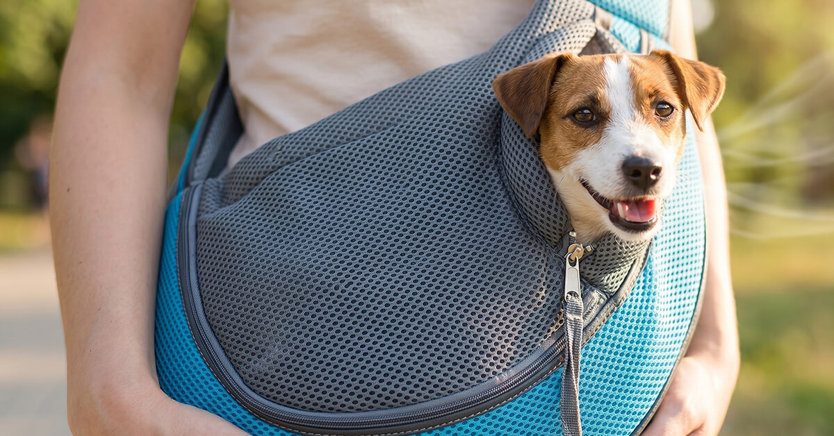 Breathable Mesh Keeps Your Pet Cool Always
