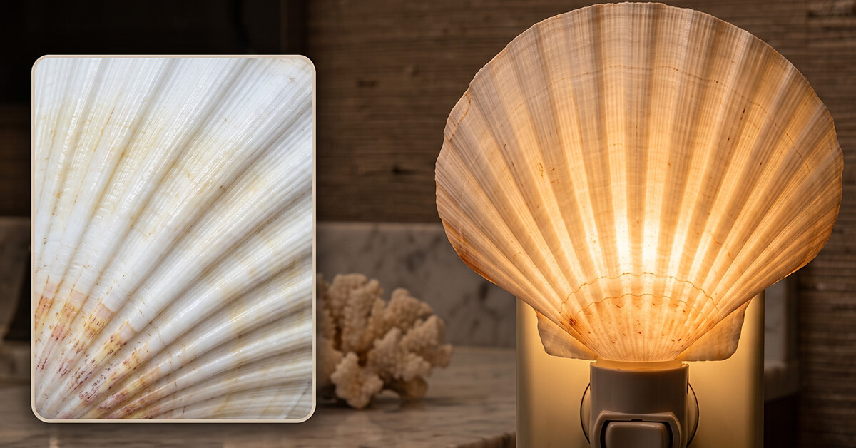 Real Irish Scallop Shell, Naturally Unique